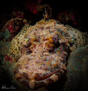 Crocodile fish in colored up ambush mode by Steven Miller 